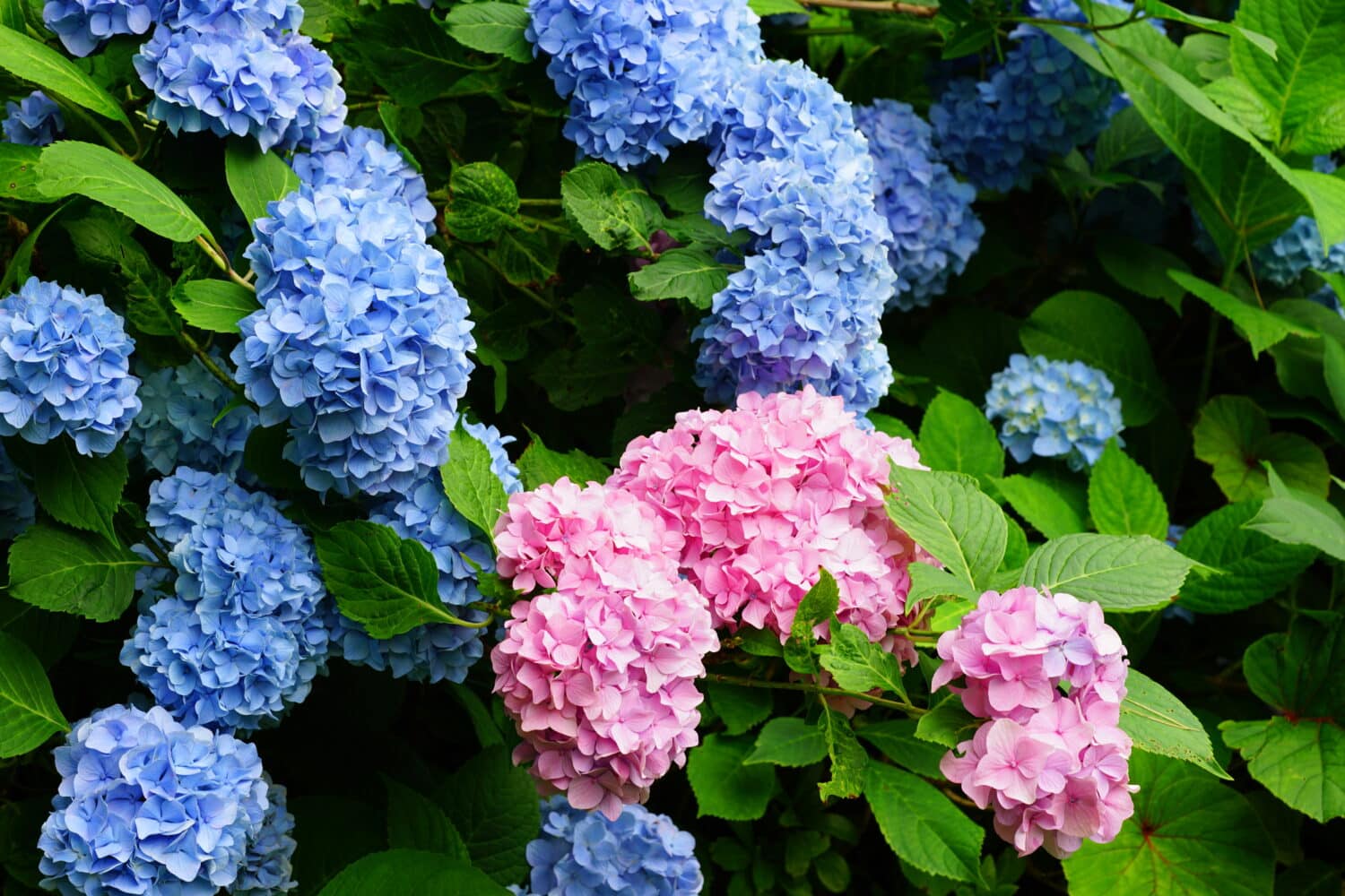 Il Est Temps De Bouturer Vos Hortensias Notre Guide Pas Pas Pour