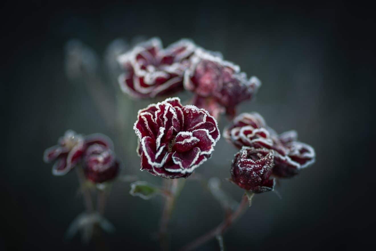 Protégez vos plantes contre le froid qui arrive : 4 gestes simples à faire dès maintenant