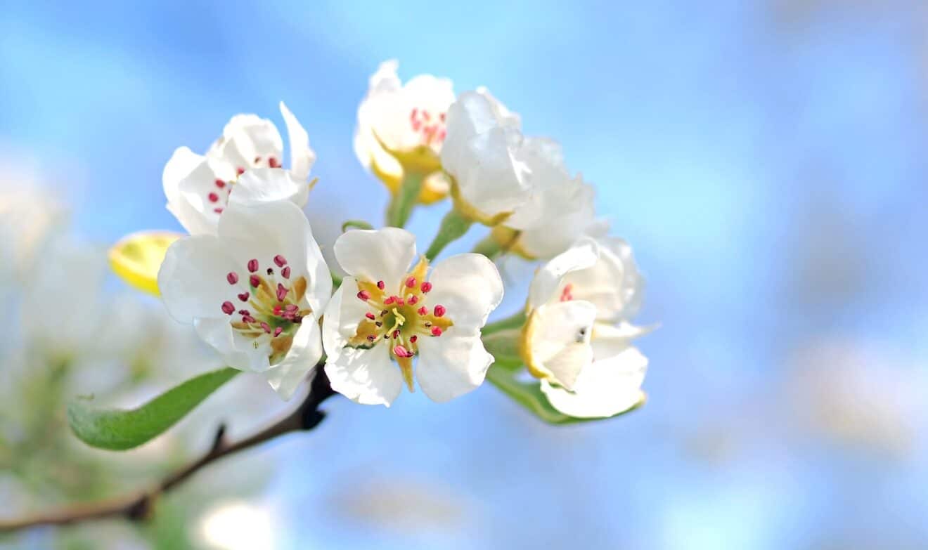 Les 5 meilleurs arbres fruitiers pour les petits jardins urbains