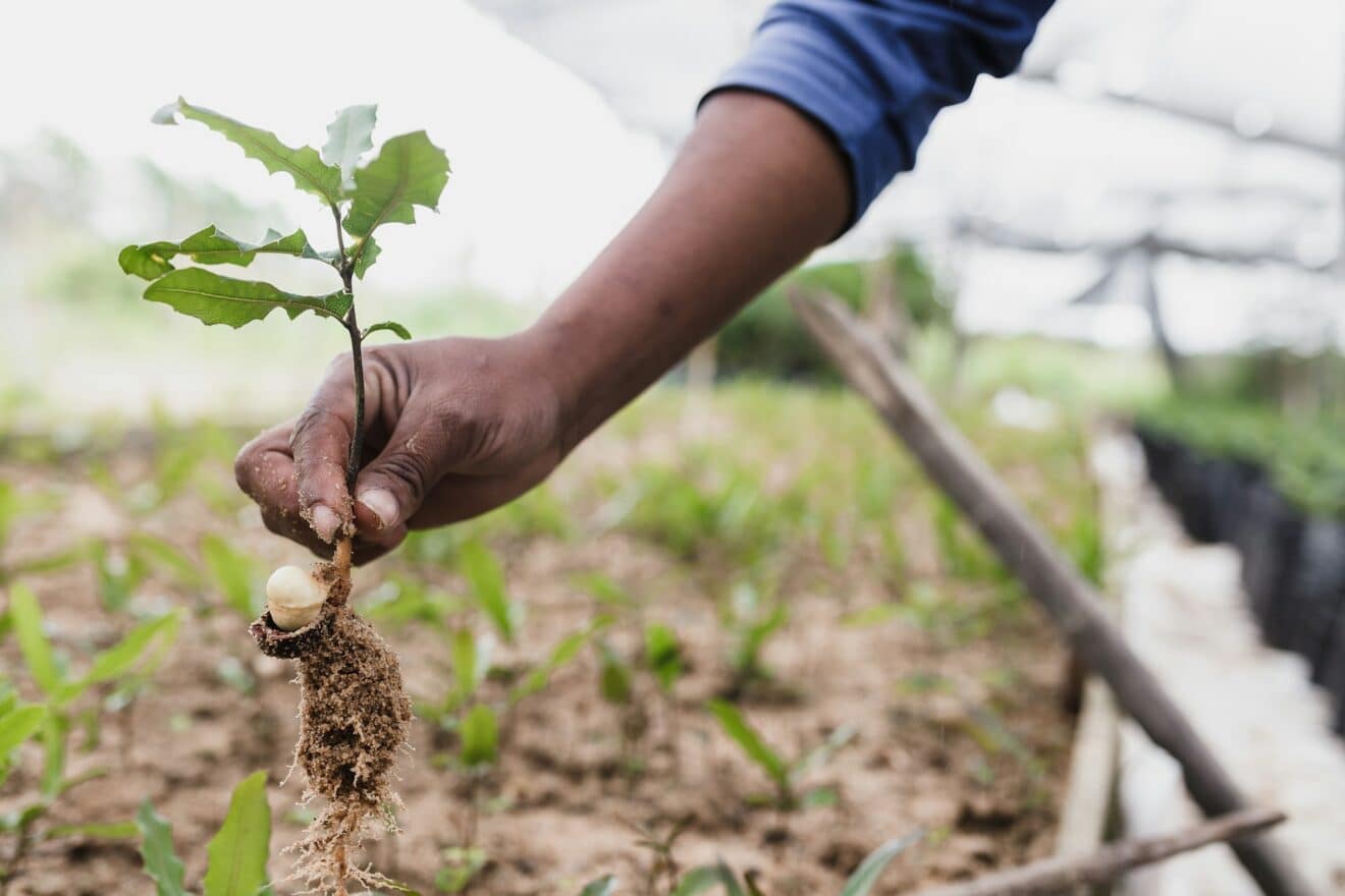 Bouturer une plante : tout ce que vous devez savoir pour y arriver