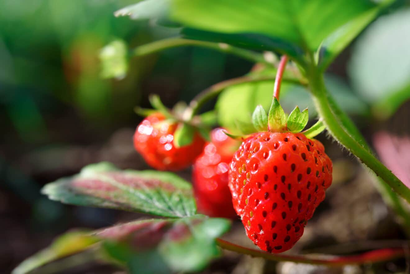 C'est le moment de planter vos fraisiers : notre méthode pas à pas pour une super récolte au printemps prochain