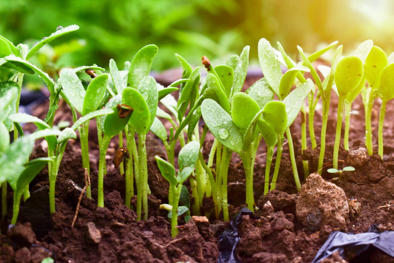 Les 4 légumes à planter au potager à la fin du mois de juillet