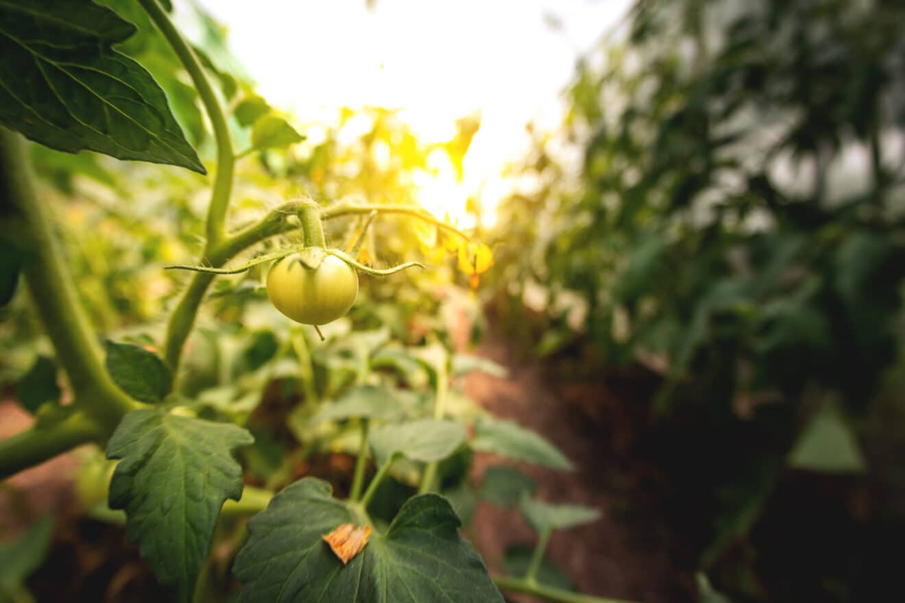 Les 3 plantes dont vous devez absolument retirer les gourmands dès maintenant au potager