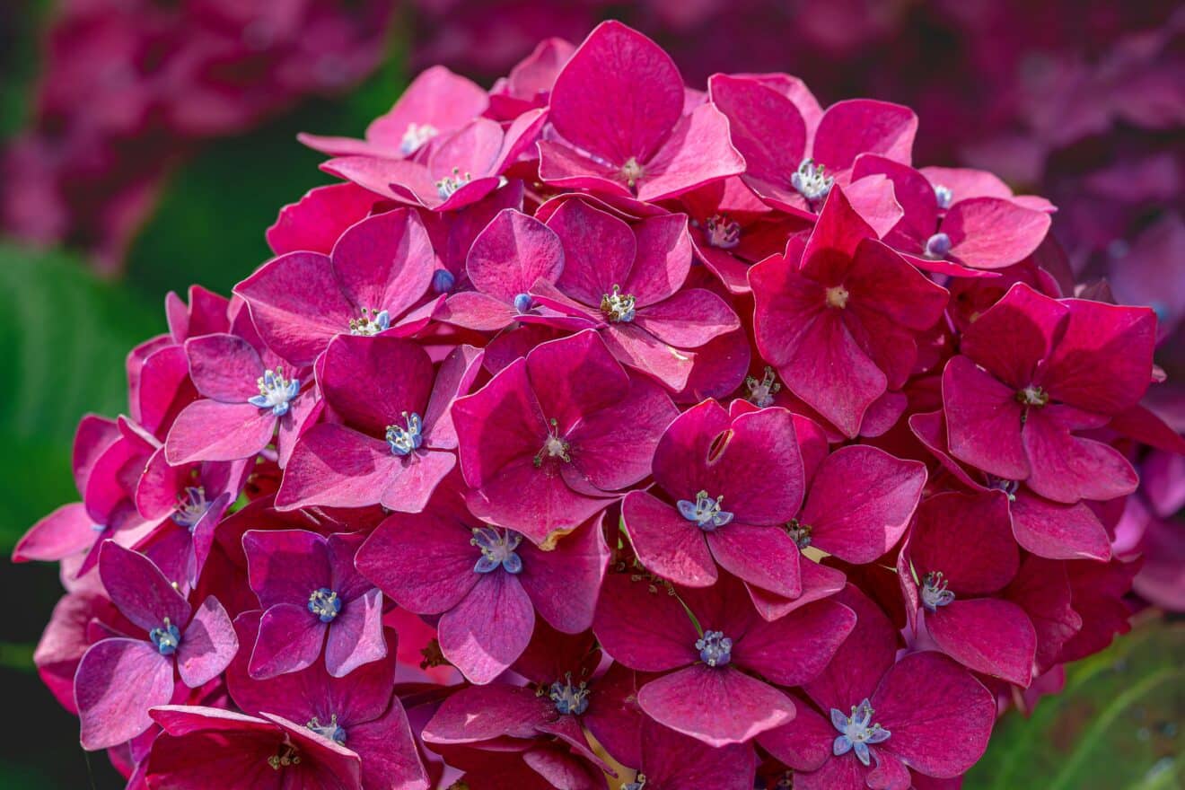 Plantez vos hortensias dès maintenant pour un jardin éclatant dès les premières floraisons : notre méthode pas à pas