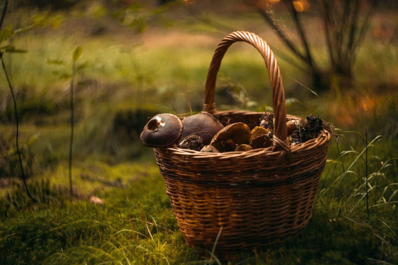 La saison des champignons est ouverte : Voici les règles à respecter pour une cueillette sans risque